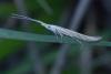 Coleophora sp.